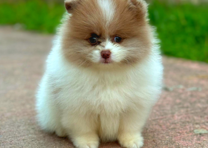 Pomeranian guzelligimiz